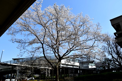 岡山県庁の醍醐桜 (1).JPG